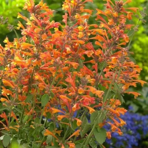 Mango Tango Butterfly Bush Live Plant - Fragrant Orange Blooms - Image 1