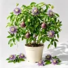 Maypop Passion Flower Live Plant - Passiflora Incarnata Vine - 4-6 Inch Tall, No Pot - Image 1