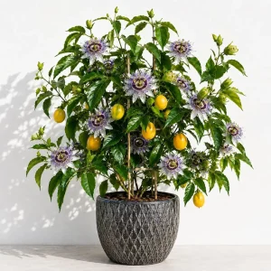 Maypop Passion Flower Live Plant, Passiflora Incarnata Vine, 4-6 Inc Tall, Perennial, Purple Blooms - Image 1