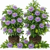 Maypop Passion Flower Live Plant, Passiflora Incarnata Vine, 4-6 Inch Tall, Set of 2, Outdoor Climber - Image 1