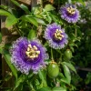 Maypop Passion Vine Live Plant - Passiflora Incarnata - 4-6 Inch Tall - Outdoor Climbing - Image 1