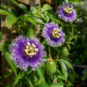 Maypop Passion Vine Live Plant - Passiflora Incarnata - 4-6 Inch Tall - Outdoor Climbing - Image 1