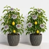 Maypop Passionflower Live Plant Pack – 2 Passiflora Incarnata Vines, 4-6" Tall, Purple Flowers, Edible Fruit, Outdoor Perennial - Image 1