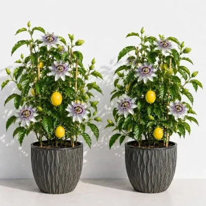 Maypop Passionflower Live Plant Pack – 2 Passiflora Incarnata Vines, 4-6" Tall, Purple Flowers, Edible Fruit, Outdoor Perennial - Image 1