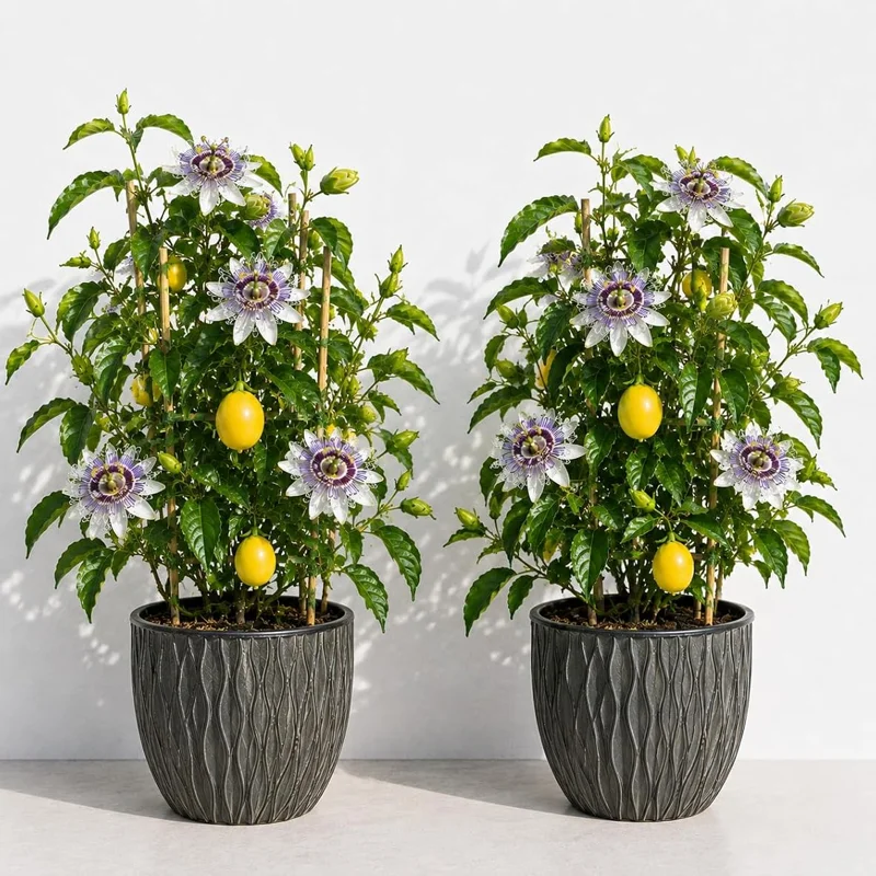 Maypop Passionflower Live Plant Pack – 2 Passiflora Incarnata Vines, 4-6" Tall, Purple Flowers, Edible Fruit, Outdoor Perennial - Image 1