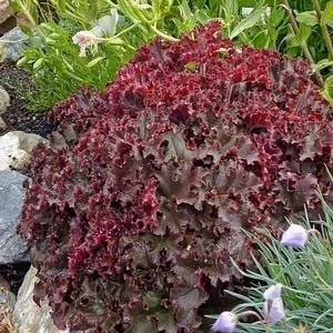 Melting Fire Coral Bells Heuchera Live Plant - Red Foliage Perennial - Image 2