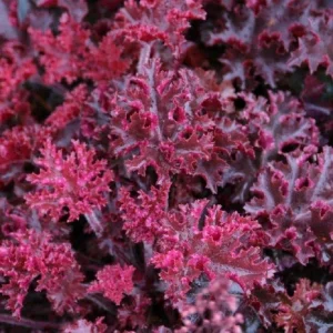 Melting Fire Coral Bells Heuchera Live Plant - Red Foliage Perennial - Image 3