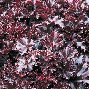 Melting Fire Coral Bells Heuchera Live Plant - Red Foliage Perennial - Image 4