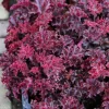 Melting Fire Coral Bells Heuchera Live Plant - Red Foliage Perennial - Image 1