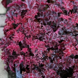 Melting Fire Coral Bells Heuchera Live Plant - Red Foliage Perennial - Image 1
