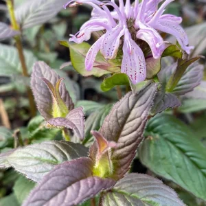 Midnight Oil Bee Balm Live Plant - Monarda 'Midnight Oil' Perennial - Image 2