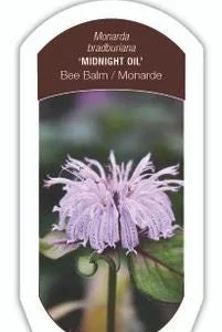 Midnight Oil Bee Balm Live Plant - Monarda 'Midnight Oil' Perennial - Image 3