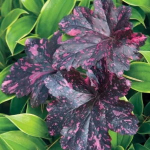 Midnight Rose Heuchera Live Plant - Coral Bells Perennial - Dark Foliage - Image 1