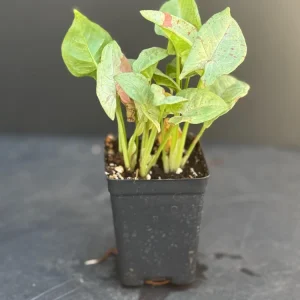 Milk Confetti Syngonium podophyllum Live Plant - Variegated Indoor Houseplant 2.5" Pot - Image 2
