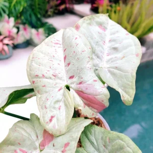Milk Confetti Syngonium podophyllum Live Plant - Variegated Indoor Houseplant 2.5" Pot - Image 3