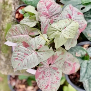Milk Confetti Syngonium podophyllum Live Plant - Variegated Indoor Houseplant 2.5" Pot - Image 4