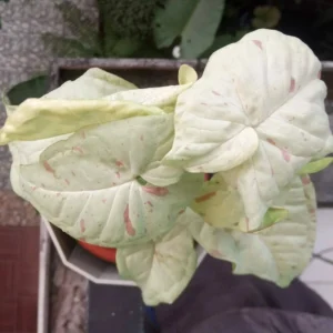 Milk Confetti Syngonium podophyllum Live Plant - Variegated Indoor Houseplant 2.5" Pot - Image 5