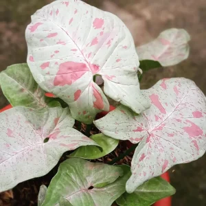 Milk Confetti Syngonium podophyllum Live Plant - Variegated Indoor Houseplant 2.5" Pot - Image 6
