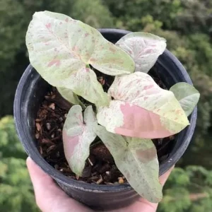 Milk Confetti Syngonium podophyllum Live Plant - Variegated Indoor Houseplant 2.5" Pot - Image 7