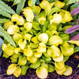 Mini Mouse Hosta Collection - 3 Pack Live Plants, Dwarf Varieties, USDA Zones 3-9 - Image 2