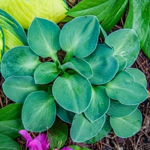 Mini Mouse Hosta Collection - 3 Pack Live Plants, Dwarf Varieties, USDA Zones 3-9 - Image 3
