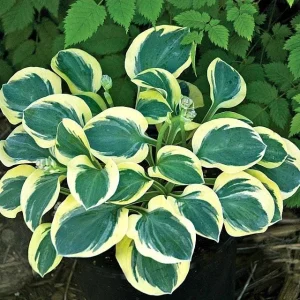 Mini Mouse Hosta Collection - 3 Pack Live Plants, Dwarf Varieties, USDA Zones 3-9 - Image 4