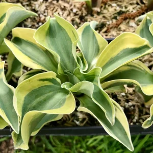 Mini Mouse Hosta Collection - 3 Pack Live Plants, Dwarf Varieties, USDA Zones 3-9 - Image 5
