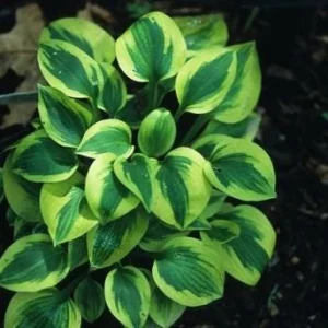 Mini Mouse Hosta Collection - 3 Pack Live Plants, Dwarf Varieties, USDA Zones 3-9 - Image 6