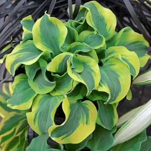 Mini Mouse Hosta Collection - 3 Pack Live Plants, Dwarf Varieties, USDA Zones 3-9 - Image 7