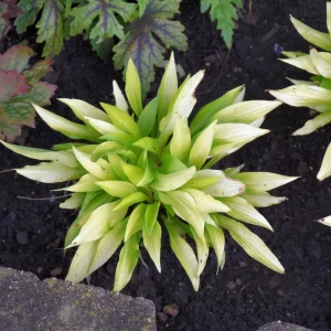 Mini Mouse Hosta Collection - 3 Pack Live Plants, Dwarf Varieties, USDA Zones 3-9 - Image 8