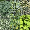 Mini Mouse Hosta Collection - 3 Pack Live Plants, Dwarf Varieties, USDA Zones 3-9 - Image 1