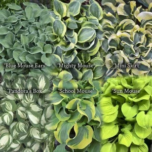 Mini Mouse Hosta Collection - 3 Pack Live Plants, Dwarf Varieties, USDA Zones 3-9 - Image 1