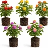 Mixed Lantana Live Plants, Set of 4, 4-7 inch, Flowering Outdoor Shrubs - Image 1