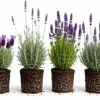 Mixed Lavender Plants Live - Set of 4 Lavandula Herb Starters, 4-8 Inch Tall, Outdoor Purple Flowering Perennials - Image 1