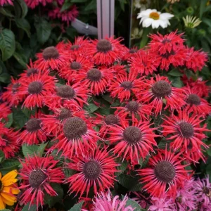 Monarda 'Bee Happy' Scarlet Bee Balm Live Plant - Attracts Pollinators, Zones 4-9 - Image 2
