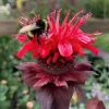 Monarda 'Bee Happy' Scarlet Bee Balm Live Plant - Attracts Pollinators, Zones 4-9 - Image 1