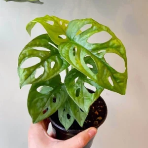 Monstera Adansonii Live Plant – Swiss Cheese Vine Houseplant – Indoor Starter Plant - Image 3