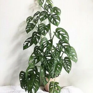 Monstera Adansonii Live Plant – Swiss Cheese Vine Houseplant – Indoor Starter Plant - Image 1