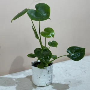 Monstera Deliciosa Live Plant - Swiss Cheese Houseplant Starter, 2.5 inch Pot - Image 2