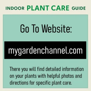 Monstera Deliciosa Live Plant - Swiss Cheese Houseplant Starter, 2.5 inch Pot - Image 3