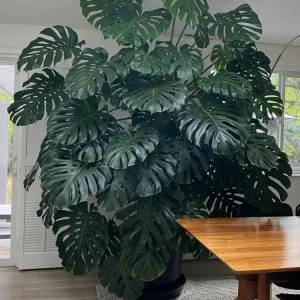 Monstera Deliciosa Live Plant - Swiss Cheese Houseplant Starter, 2.5 inch Pot - Image 1