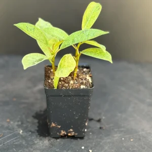 Moonshine Shivereana Variegated Rubber Tree Ficus Live Plant – 2.5x4 inch Pot - Image 2
