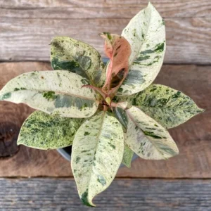 Moonshine Shivereana Variegated Rubber Tree Ficus Live Plant – 2.5x4 inch Pot - Image 3