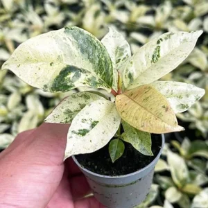 Moonshine Shivereana Variegated Rubber Tree Ficus Live Plant – 2.5x4 inch Pot - Image 4