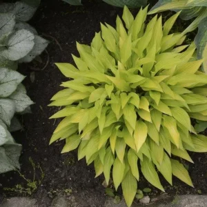 Munchkin Fire Hosta Live Plant - Perennial Shade Garden Starter Plant 2.5x4 inch Pot - Image 2
