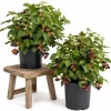 Navaho Thornless Blackberry Live Plants - Set of 2, 4-8 Inch Tall Berry Starters for Outdoor Gardens - Image 1