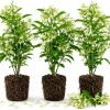 Night Blooming Jasmine Live Plant Set (3), 4-6 Inches Tall, Fragrant White Blooms, Outdoor - Image 1