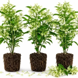 Night Blooming Jasmine Live Plant Set (3), 4-6 Inches Tall, Fragrant White Blooms, Outdoor - Image 1
