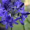 Northern Star Agapanthus Live Plant – Hardy Violet-Blue Flowers – USDA Zones 6-10 - Image 1