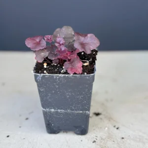 Obsidian Heuchera Live Plant - Dark Foliage Perennial - USDA Zones 4-9 - Image 2